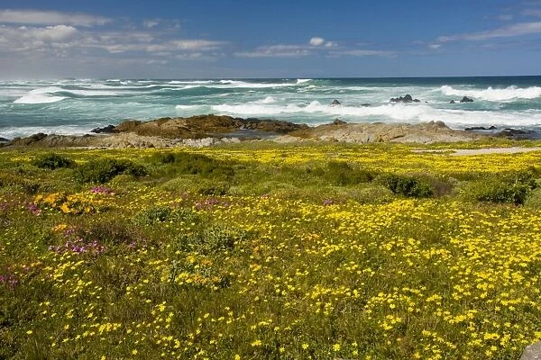 Mass of spring flowers at Postberg, West Coast National Park, Western Cape, South Africa