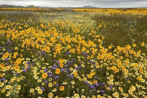 Mass of a tickseed - Tidy-tips, Fremont's Phacelia and other spring flowers in the Carrizo Plain, California