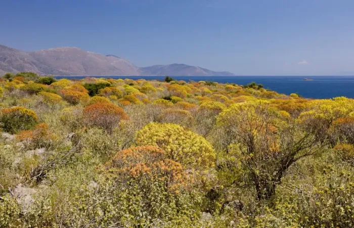 Framed Print : Mass of Tree Spurge - beginning to colour up; on the shores of the Gulf of Corinth (Korinth) Greece Framed Print : Mass of Tree Spurge - beginning to colour up; on the shores of the Gulf of Corinth (Korinth) Greece