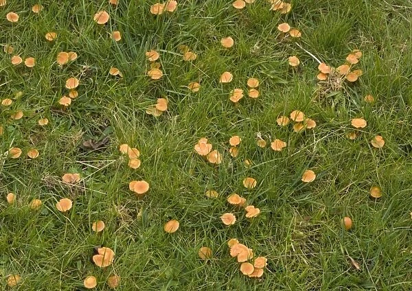 Mass of waxcaps in old unfertilised grassland; autumn