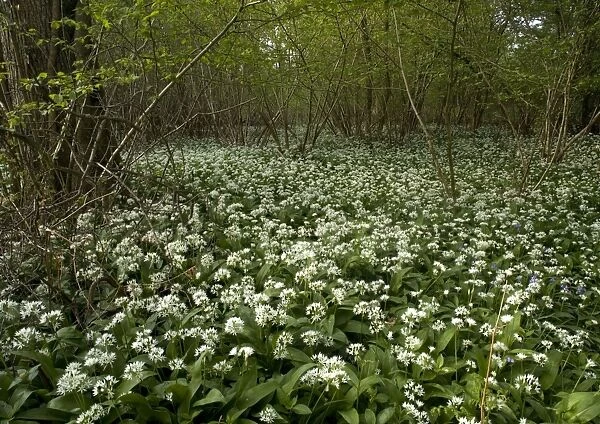 Mass of wild garlic (or ramsons) flowering in ancient coppice woodland