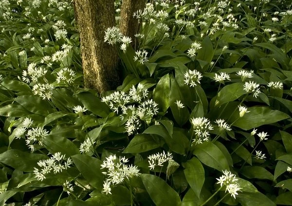 Mass of wild garlic (or ramsons) flowering in ancient coppice woodland