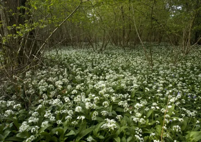 Framed Print : Mass of wild garlic (or ramsons) flowering in ancient coppice woodland Framed Print : Mass of wild garlic (or ramsons) flowering in ancient coppice woodland