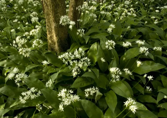 Framed Print : Mass of wild garlic (or ramsons) flowering in ancient coppice woodland Framed Print : Mass of wild garlic (or ramsons) flowering in ancient coppice woodland