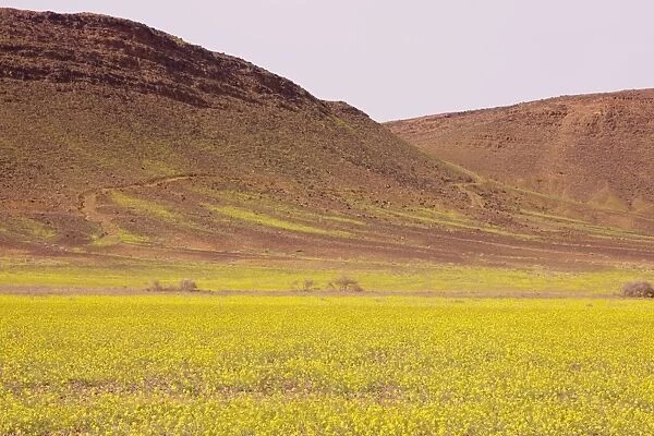 Mass of yellow Brassicas (crucifer) in the Moroccan Sahara Desert, after very wet winter (spring 2009). Near Erfoud. Morocco