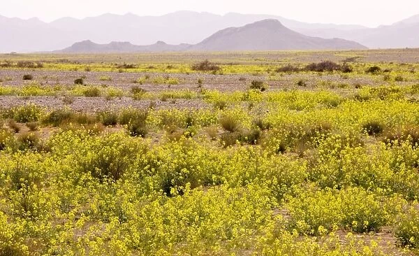 Mass of yellow Brassicas (crucifer) in the Moroccan Sahara Desert, after very wet winter (spring 2009). Near Erfoud. Morocco