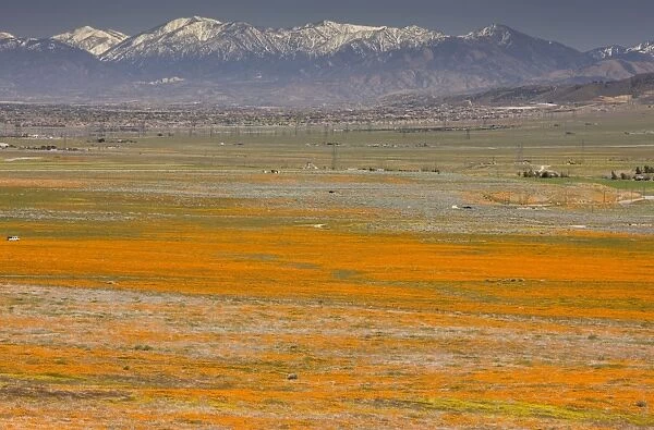 Masses of Californian Poppies in the Antelope Valley, with the San Gabriel Mountains beyond; south California