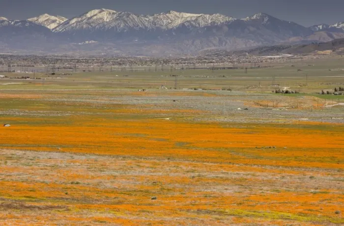 Framed Print : Masses of Californian Poppies in the Antelope Valley, with the San Gabriel Mountains beyond; south California Framed Print : Masses of Californian Poppies in the Antelope Valley, with the San Gabriel Mountains beyond; south California