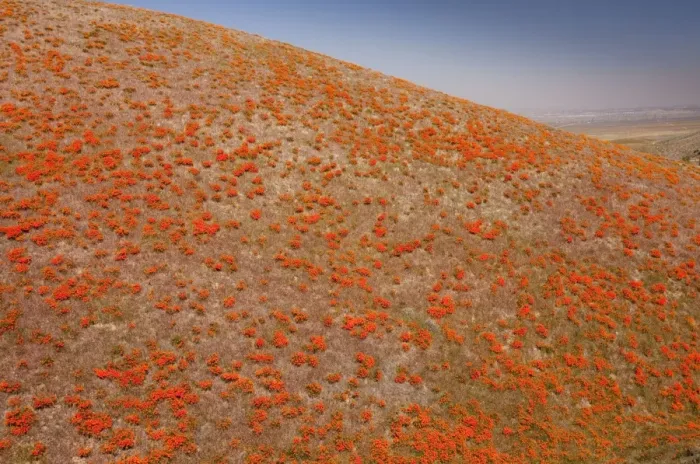 Framed Print : Masses of Californian Poppies in the Antelope Valley, south California