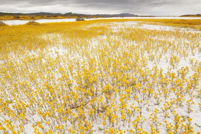 Framed Print : Masses of Coulter's goldfields - Soda Lake or Alkali Lake in Carrizo Plain National Monument, California Framed Print : Masses of Coulter's goldfields - Soda Lake or Alkali Lake in Carrizo Plain National Monument, California