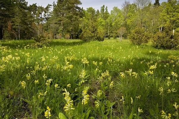Masses of cowslips in flowery woodland clearing, Saarema, Estonia