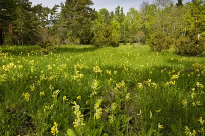 Framed Print : Masses of cowslips in flowery woodland clearing, Saarema, Estonia Framed Print : Masses of cowslips in flowery woodland clearing, Saarema, Estonia