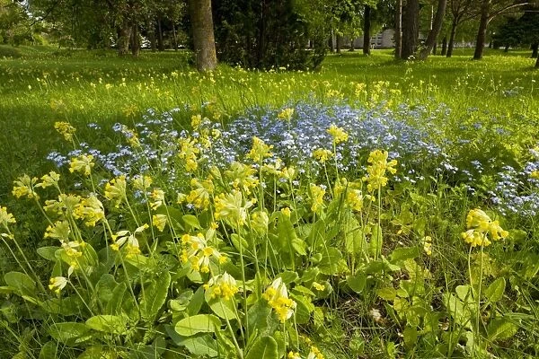 Masses of cowslips with Wood forget-me-not in flowery woodland clearing, Saarema, Estonia