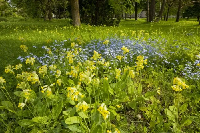 Framed Print : Masses of cowslips with Wood forget-me-not in flowery woodland clearing, Saarema, Estonia Framed Print : Masses of cowslips with Wood forget-me-not in flowery woodland clearing, Saarema, Estonia