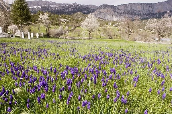 Masses of a grape hyacinth, Muscari neglectum = M. atlanticum in a cemetry near Ibradi. Taurus Mountains, south Turkey