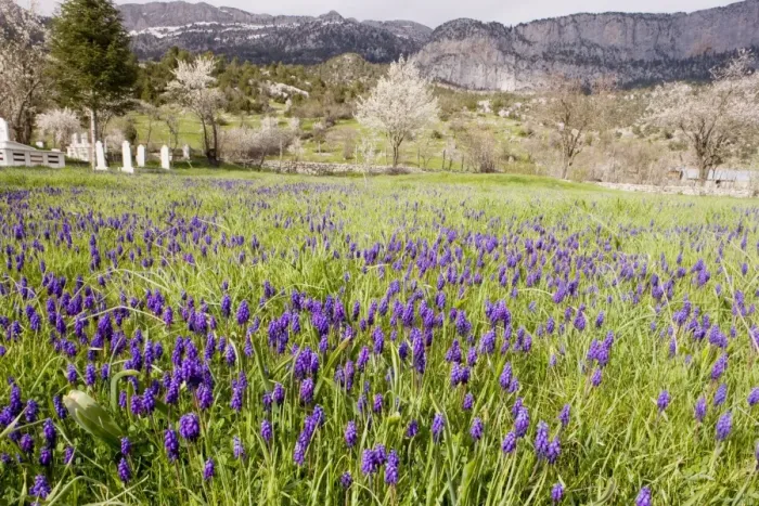 Framed Print : Masses of a grape hyacinth, Muscari neglectum = M. atlanticum in a cemetry near Ibradi. Taurus Mountains, south Turkey Framed Print : Masses of a grape hyacinth, Muscari neglectum = M. atlanticum in a cemetry near Ibradi. Taurus Mountains, south Turkey