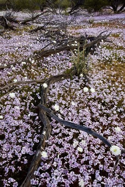 Masses of Pink Velleia - and other spring everlasting flowers in semi-desert scrub near Paynes Find, Western Australia