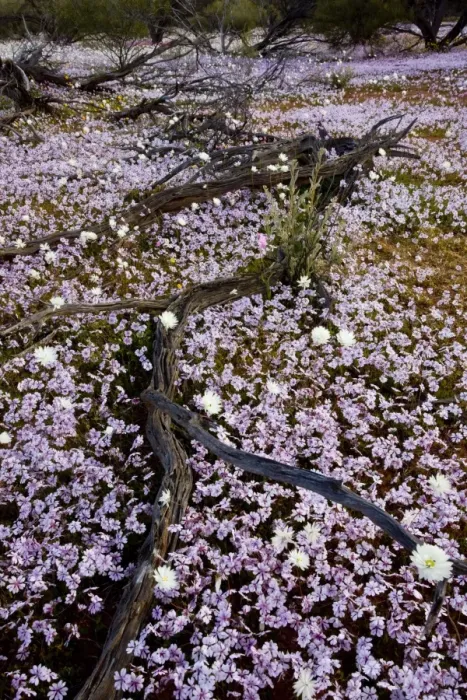 Framed Print : Masses of Pink Velleia - and other spring everlasting flowers in semi-desert scrub near Paynes Find, Western Australia Framed Print : Masses of Pink Velleia - and other spring everlasting flowers in semi-desert scrub near Paynes Find, Western Australia