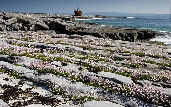 Masses of thrift growing in lines on limestone pavement on Inisheer with the wreck of the Plassey beyond; the Burren, western Eire