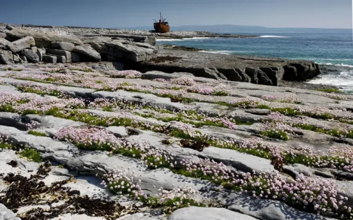 Framed Print : Masses of thrift growing in lines on limestone pavement on Inisheer with the wreck of the Plassey beyond; the Burren, western Eire