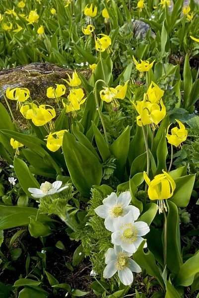Masses of Yellow Glacier-Lily or Snow-Lily, with Western Pasque flowers, at Chester Lake - near Kananaskis, Rockies, Canada