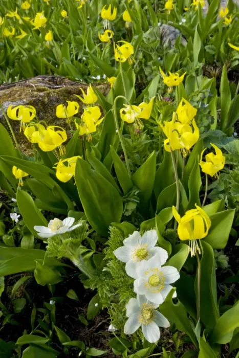 Framed Print : Masses of Yellow Glacier-Lily or Snow-Lily, with Western Pasque flowers, at Chester Lake - near Kananaskis, Rockies, Canada Framed Print : Masses of Yellow Glacier-Lily or Snow-Lily, with Western Pasque flowers, at Chester Lake - near Kananaskis, Rockies, Canada