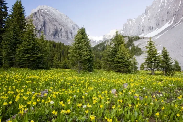 Framed Print : Masses of Yellow Glacier-Lily or Snow-Lily, at Chester Lake - Peter Lougheed Provincial Park near Kananaskis, Rockies, Canada Framed Print : Masses of Yellow Glacier-Lily or Snow-Lily, at Chester Lake - Peter Lougheed Provincial Park near Kananaskis, Rockies, Canada
