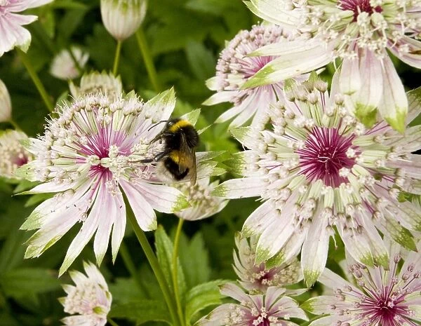 Masterwort (Astrantia major) with visiting Bumble bee. Garden Gloucs