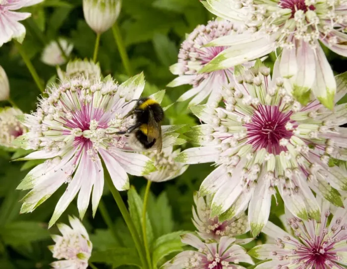 Framed Print : Masterwort (Astrantia major) with visiting Bumble bee. Garden Gloucs