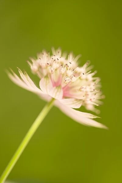 Masterwort Flower Norfolk UK