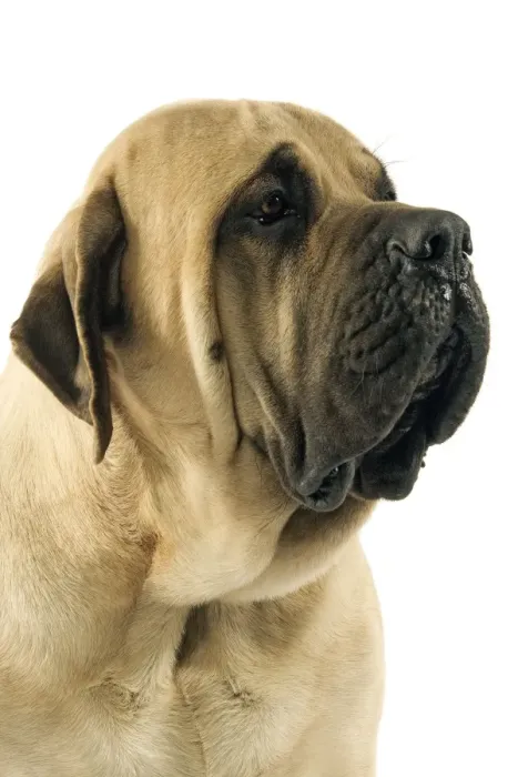 Framed Print : Mastiff Dog Framed Print : Mastiff Dog