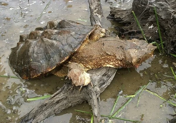 Mata Mata  /  Matamata Turtle - emerging from water. Venezuela