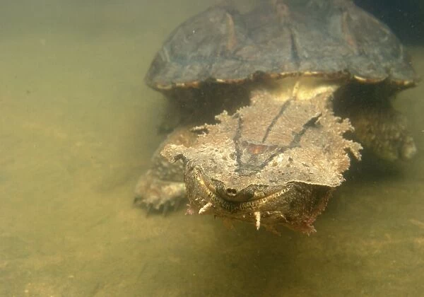 Mata Mata  /  Matamata Turtle - underwater