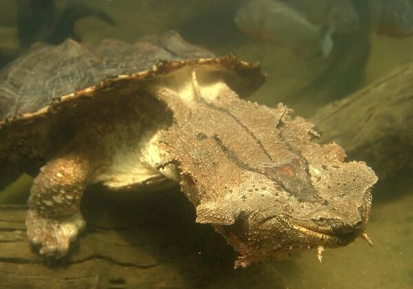 Mata Mata  /  Matamata Turtle - underwater. Venezuela