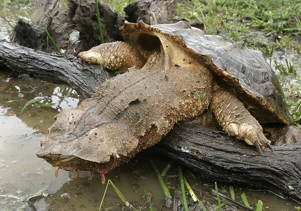Mata Mata  /  Matamata Turtle. Venezuela