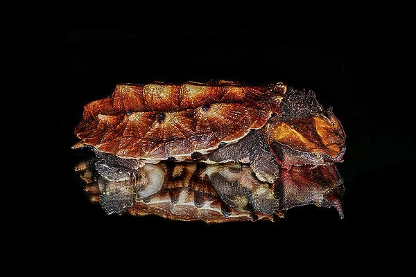 Mata mata turtle reflected on reflective surface, native to South America Date: 31-12-1999