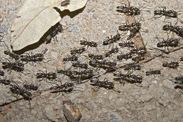 Matabele Ant column - hunting party returning to nest, some individuals with prey. Major and minor workers present. Aggressive ants with a painful sting. Shimuwini, Kruger National Park, South Africa