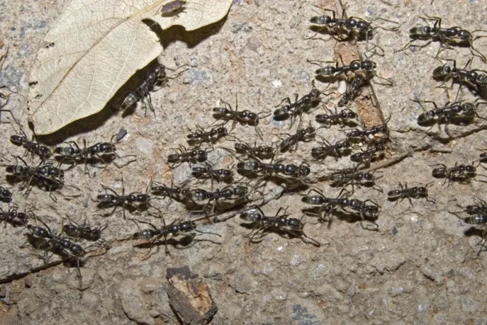 Framed Print : Matabele Ant column - hunting party returning to nest, some individuals with prey. Major and minor workers present. Aggressive ants with a painful sting. Shimuwini, Kruger National Park, South Africa Framed Print : Matabele Ant column - hunting party returning to nest, some individuals with prey. Major and minor workers present. Aggressive ants with a painful sting. Shimuwini, Kruger National Park, South Africa