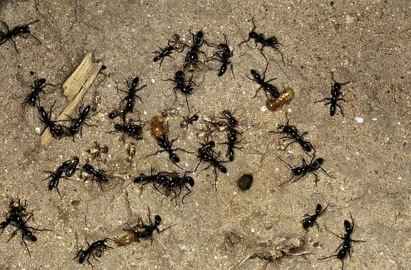 Matabele Ants - raiding Termite nest