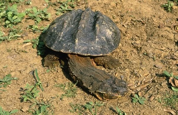 Matamata Turtle Amazon Basin, South America