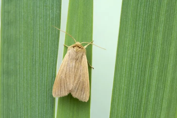Framed Print : Mathew's Wainscot Mythimna favicolor Essex, UK IN000556 Framed Print : Mathew's Wainscot Mythimna favicolor Essex, UK IN000556