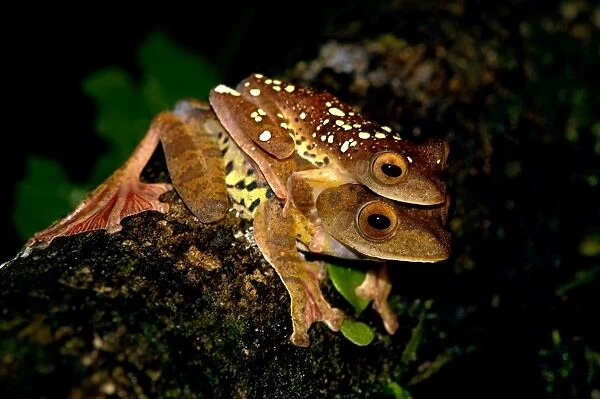 A mating pair of Harlequin Tree Frogs on a log in the undergrowth of primary rainforest in river Danum valley conservation area, Sabah, Borneo, Malaysia; June. Ma39. 3413