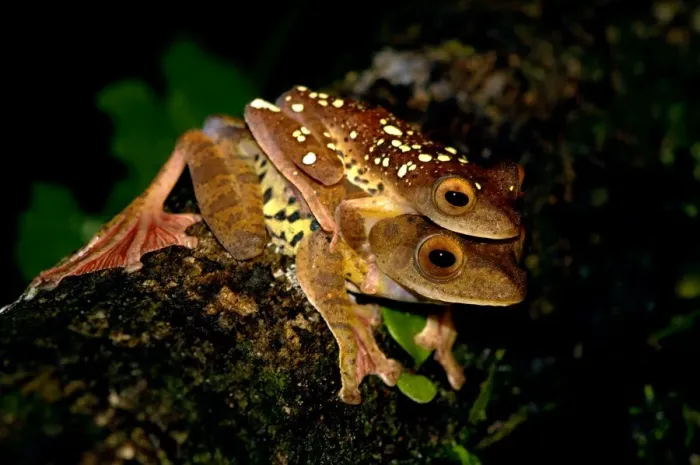 Framed Print : A mating pair of Harlequin Tree Frogs on a log in the undergrowth of primary rainforest in river Danum valley conservation area, Sabah, Borneo, Malaysia; June. Ma39. 3413 Framed Print : A mating pair of Harlequin Tree Frogs on a log in the undergrowth of primary rainforest in river Danum valley conservation area, Sabah, Borneo, Malaysia; June. Ma39. 3413
