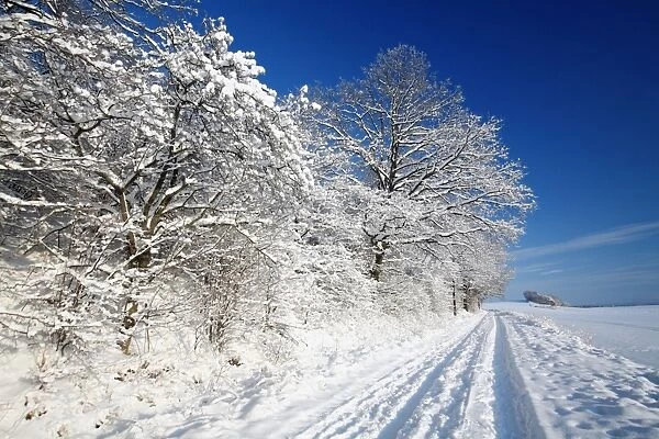 Mature Hedge - covered in snow - Harz Mountains National Park - Lower Saxony - Germany
