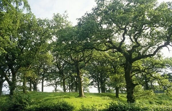 Mature Oak - spinney, summer