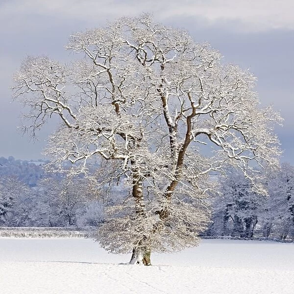 Mature Oak Tree - covered in winter snow - December - Herefordshire - UK