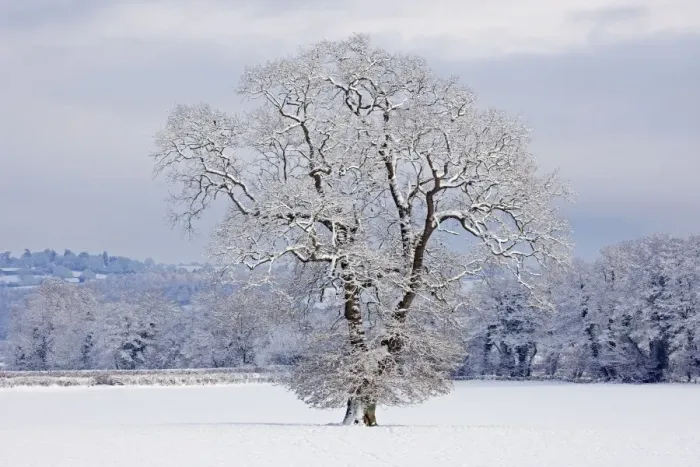 Framed Print : Mature Oak Tree - covered in winter snow - December - Herefordshire - UK Framed Print : Mature Oak Tree - covered in winter snow - December - Herefordshire - UK