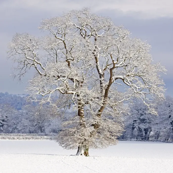 Framed Print : Mature Oak Tree - covered in winter snow - December - Herefordshire - UK Framed Print : Mature Oak Tree - covered in winter snow - December - Herefordshire - UK