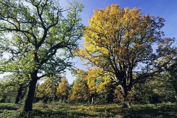 Mature Oak Trees - in autumn colour Bramwald forest, Lower Saxony, Germany