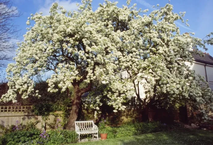 Framed Print : Mature Pear Tree - in blossom Framed Print : Mature Pear Tree - in blossom